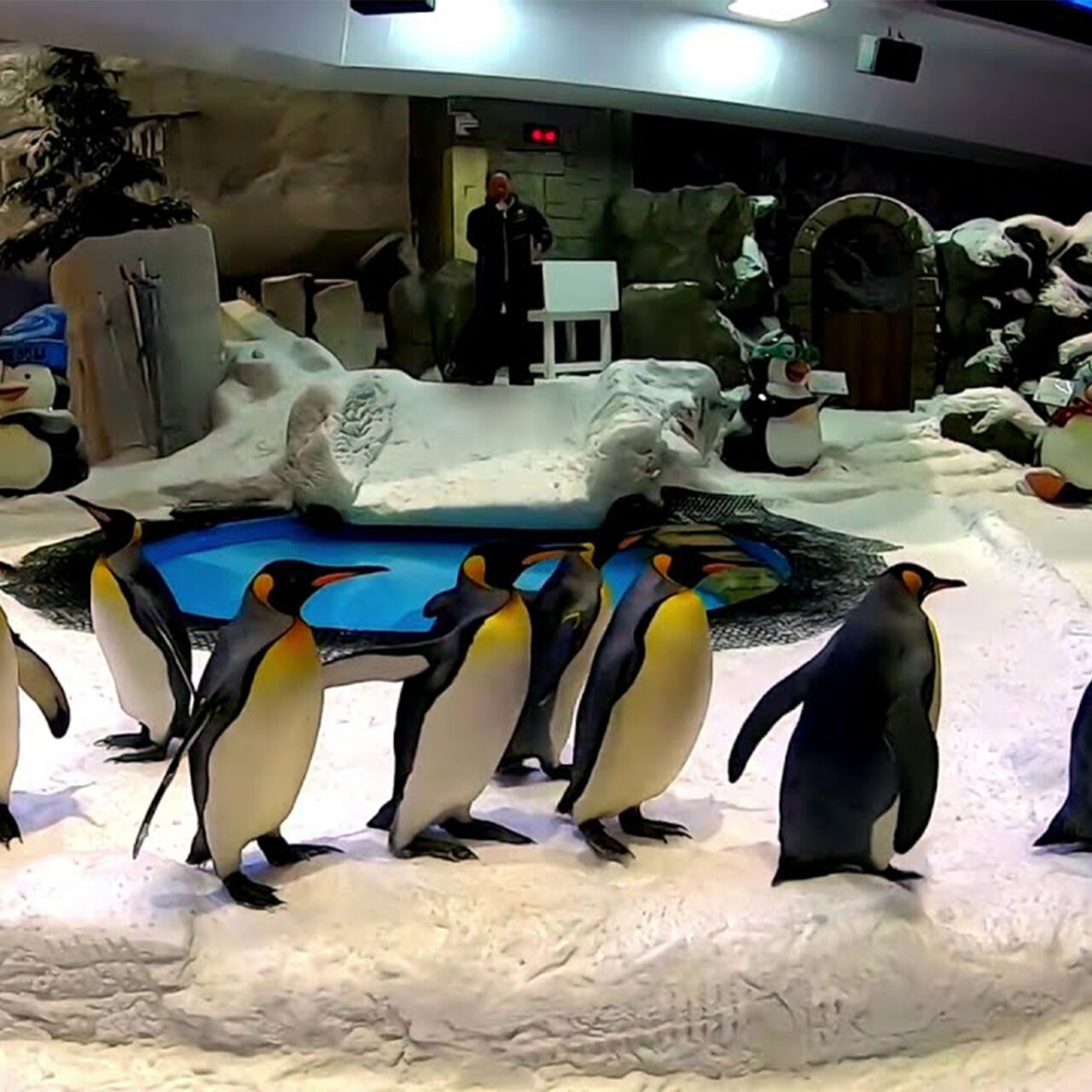 Dubai Aquarium and Penguin encounter