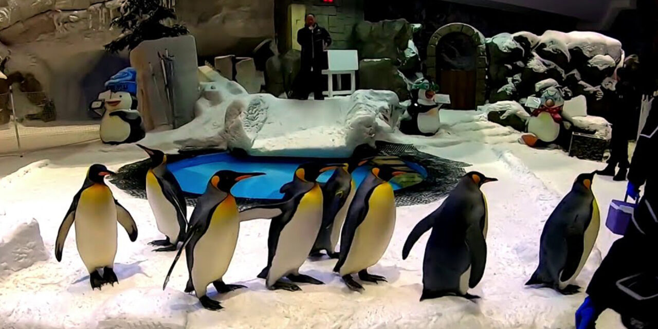 Dubai Aquarium and Penguin encounter
