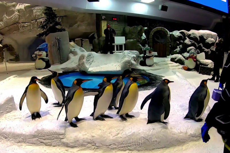 Dubai Aquarium and Penguin encounter