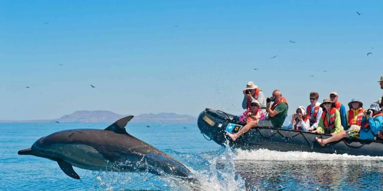 Dolphin watching Tour