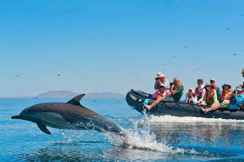 Dolphin watching Tour